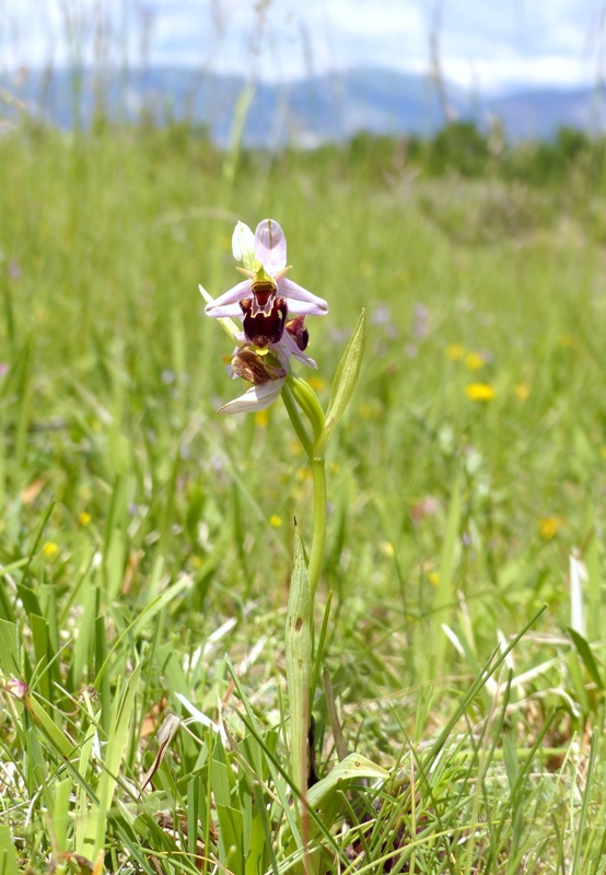 Ophrys apifera x Ophrys holosericea subsp.dinarica, splendidi ibridi nell''aquilano 2021.